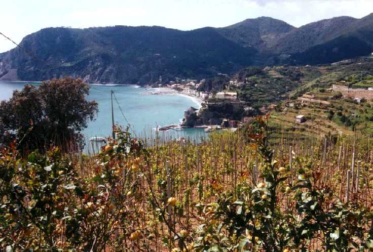 Monterosso u. Punta Mesco   b12mon2.jpg