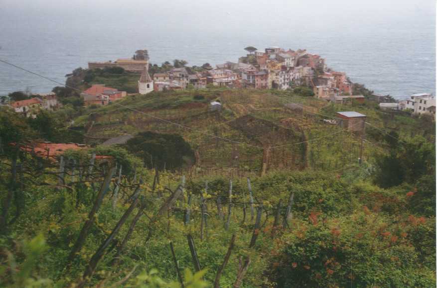 Oberhalb Corniglia   b13cor1.jpg