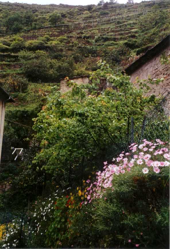 In Manarola   b14blu.jpg