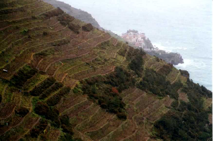 Weinterrassen bei Manarola   b14man1.jpg